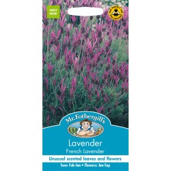 Seminte LAVANDULA stoechas- French Lavender -Lavanda frantuzeasca