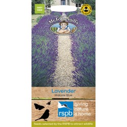 Seminte LAVANDULA angustifolia-Lavender- Hidcote Blue -Lavanda albastra