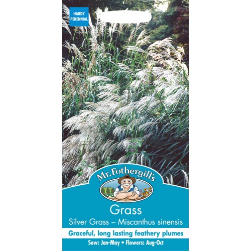 Seminte Grass - MISCANTHUS sinensis Silver Grass  - Iarba Decorativa