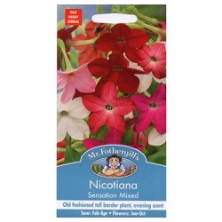 Seminte NICOTIANA sanderae- Sensation Mix -Regina noptii Seminte NICOTIANA sanderae- Sensation Mix -Regina noptii