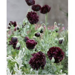 Seminte PAPAVER somniferum-Poppy- Paeony Black -Mac  Seminte PAPAVER somniferum-Poppy- Paeony Black -Mac