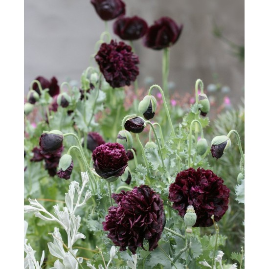Seminte PAPAVER somniferum-Poppy- Paeony Black -Mac Seminte PAPAVER somniferum-Poppy- Paeony Black -Mac