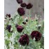 Seminte PAPAVER somniferum-Poppy- Paeony Black -Mac