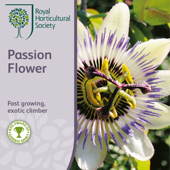 Seminte PASSIFLORA caerulea- Passion Flower -Floarea pasiunii Seminte PASSIFLORA caerulea- Passion Flower -Floarea pasiunii