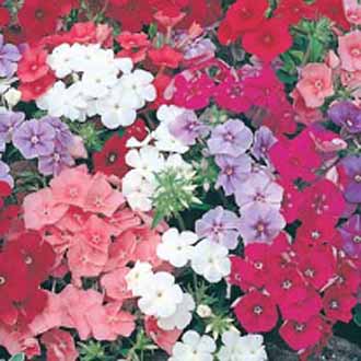 Seminte PHLOX drummondii- Beauty Mixed -Brumarele
