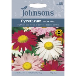 Seminte PYRETHRUM-Tanacetum coccineum- Single Mixed - Margarete colorate