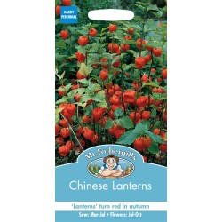 Seminte PHYSALIS  alkekengi- Chinese Lanterns -Papalau  Seminte PHYSALIS  alkekengi- Chinese Lanterns -Papalau