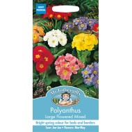 Seminte PRIMULA vulgaris-Polyanthus- Large Flowered Mixed -Ciubotica cucului