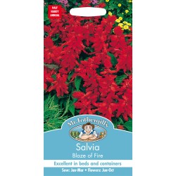 Seminte SALVIA splendens- Blaze of Fire -Salvia decorativa Seminte SALVIA splendens- Blaze of Fire -Salvia decorativa