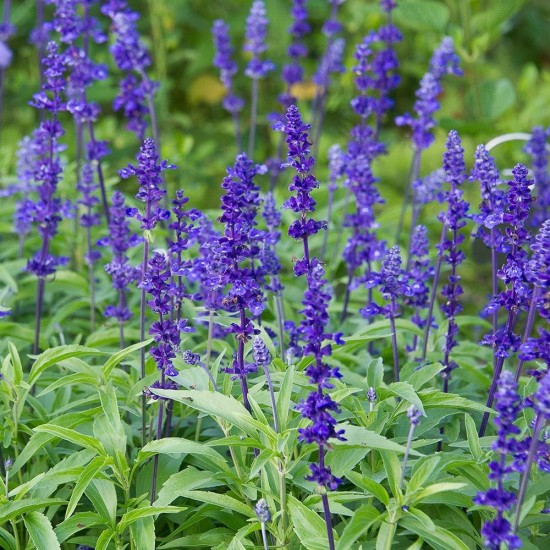 Seminte SALVIA farinacea- Blue Victoria -Salvia decorativa