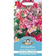 Seminte SCHIZANTHUS wisetonensis- Angel Wings Mixed -Orhideea saracului Seminte SCHIZANTHUS wisetonensis- Angel Wings Mixed -Orhideea saracului