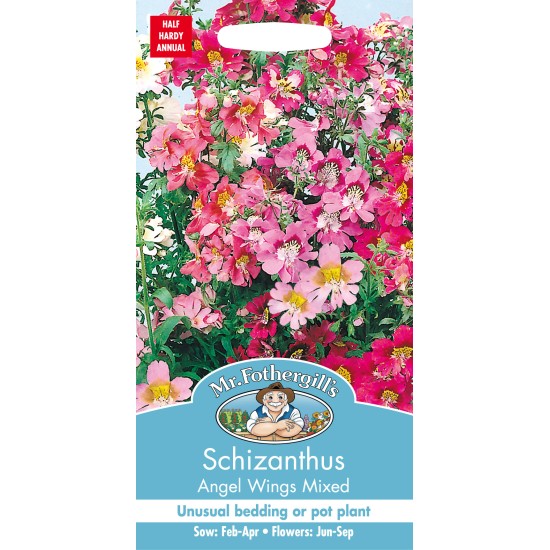Seminte SCHIZANTHUS wisetonensis- Angel Wings Mixed -Orhideea saracului Seminte SCHIZANTHUS wisetonensis- Angel Wings Mixed -Orhideea saracului