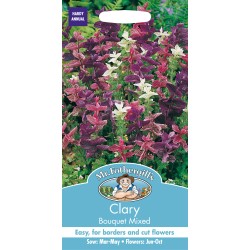 Seminte SALVIA viridis-Clary- Bouquet Mixed -Salvia decorativa Seminte SALVIA viridis-Clary- Bouquet Mixed -Salvia decorativa