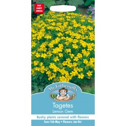 Seminte TAGETES tenuifolia- Lemon Gem -Craite melifere comestibile 