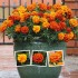 Seminte TAGETES patula-Marigold French- Fireball F1 -Craite