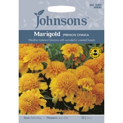 Seminte TAGETES patula-Marigold French- Chasca -Craite pitice Seminte TAGETES patula-Marigold French- Chasca -Craite pitice