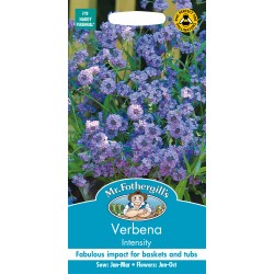 Seminte VERBENA rigida- Intensity -Verbina perena Seminte VERBENA rigida- Intensity -Verbina perena