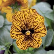 Seminte VIOLA cornuta- Network Improved -Panselute perene