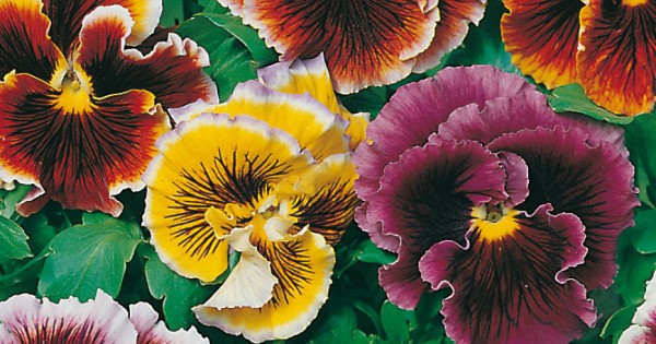 Seminte VIOLA wittrockiana Frou Frou Mixed - Panselute ondulate