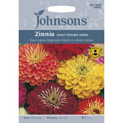 Seminte ZINNIA elegans- Giant Double Mixed -Carciumarese mari Seminte ZINNIA elegans- Giant Double Mixed -Carciumarese mari