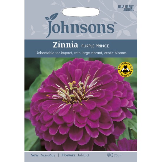Seminte ZINNIA elegans- Purple Prince -Carciumarese cu flori mari  Seminte ZINNIA elegans- Purple Prince -Carciumarese cu flori mari