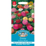 Seminte ZINNIA elegans- Sunbow Mixed -Carciumarese cu flori compacte  Seminte ZINNIA elegans- Sunbow Mixed -Carciumarese cu flori compacte