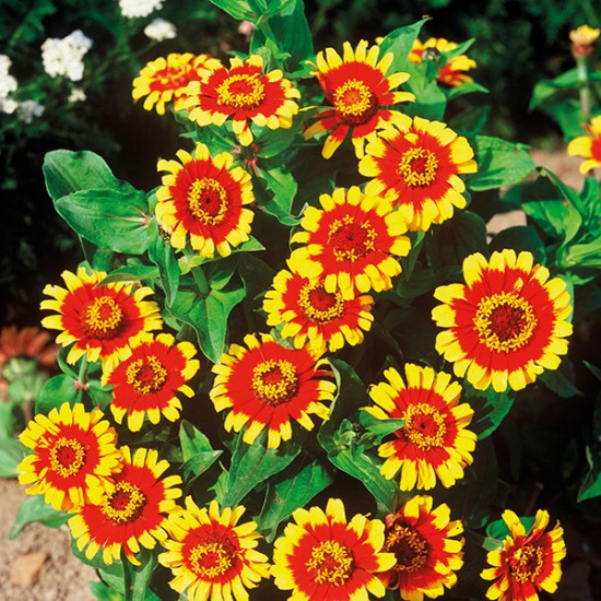 Seminte ZINNIA haageana- Sombrero -Carciumarese