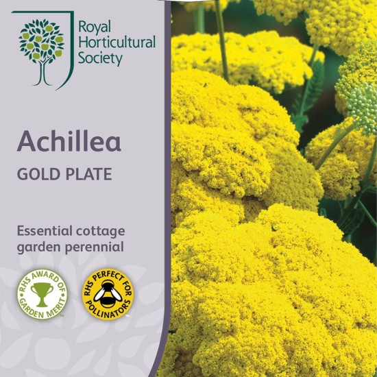 Seminte ACHILLEA filipedulina- Gold Plate -Coada soricelului Seminte ACHILLEA filipedulina- Gold Plate -Coada soricelului