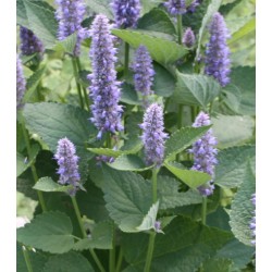 Seminte AGASTACHE foeniculum- Anise Hyssop ORG -Menta koreana (Isop de anason) Seminte AGASTACHE foeniculum- Anise Hyssop ORG -Menta koreana (Isop de anason)