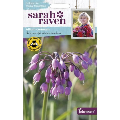 Seminte ALLIUM cernuum- Ceapa decorativa