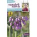 Seminte ALLIUM cernuum- Ceapa decorativa
