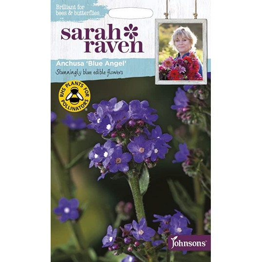 Seminte ANCHUSA capensis- Blue Angel -Miruta sau limba-boului