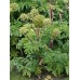 Seminte ANGELICA archangelica-Herbs- (officinalis) -Angelica