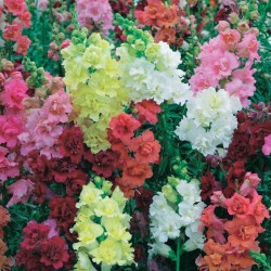 Seminte ANTIRRHINUM majus- Double Madame Butterfly Mix -Gura Leului cu floare batuta