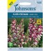 Seminte ANTIRRHINUM majus- Cherry Twist -Gura Leului