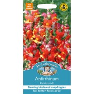 Seminte ANTIRRHINUM majus- Rembrandt -Gura Leului