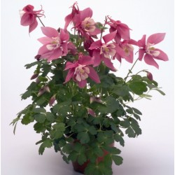 Seminte AQUILEGIA hybrida - Spring Magic Rose&White -Caldaruse