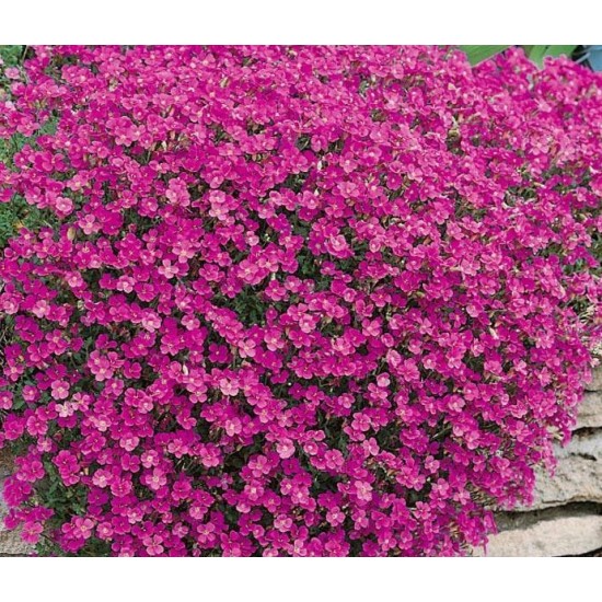 Seminte AUBRIETA cultorum- Rich Rose -Aubrieta