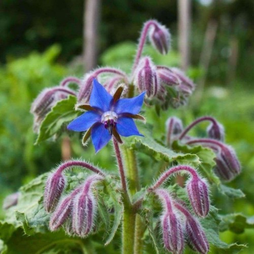 Seminte BORAGO officinalis-Herbs Borage- Blue Flowering -Limba mielului