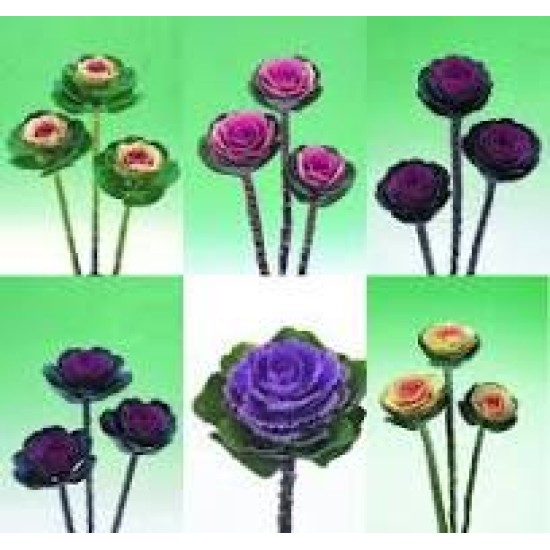 Seminte BRASSICA oleracea-Ornamental cabbage- Crane Mixed - Varza decorativa inalta Seminte BRASSICA oleracea-Ornamental cabbage- Crane Mixed - Varza decorativa inalta