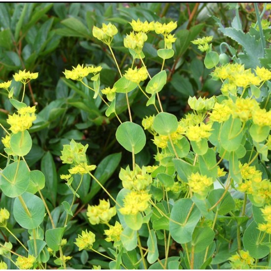 Seminte BUPLEURUM rotundifolium -Urechea cainelui