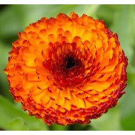 Seminte CALENDULA officinalis- Neon -Galbenele