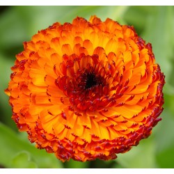 Seminte CALENDULA officinalis- Neon -Galbenele