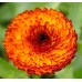 Seminte CALENDULA officinalis- Neon -Galbenele