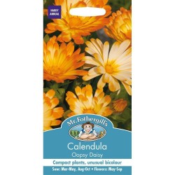 Seminte CALENDULA officinalis- Oopsy Daisy -Galbenele