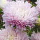 Seminte CALLISTEPHUS chinensis-Aster- Kingsize Appleblossom -Ochiul boului