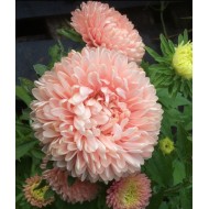 Seminte CALLISTEPHUS chinensis-Aster- Tower Chamois -Ochiul Boului