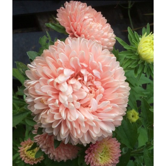 Seminte CALLISTEPHUS chinensis-Aster- Tower Chamois -Ochiul Boului