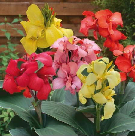 Seminte CANNA generalis- Cannova F1 Mix - Canna