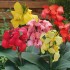 Seminte CANNA generalis- Cannova F1 Mix - Canna